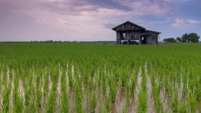 Vietnam: Igloo launches blockchain-based weather index insurance for rice farmers