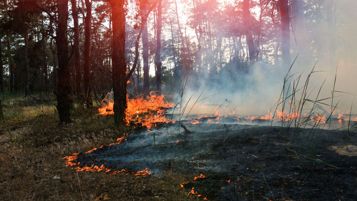 More than a third of the Amazon rainforest degraded by human activities